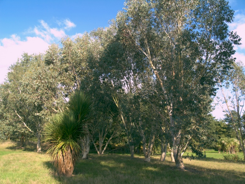 Eucalyptus debeuzevillei